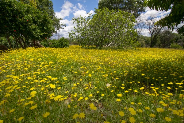 Spring Dandelion Bloom by Frank Wilson